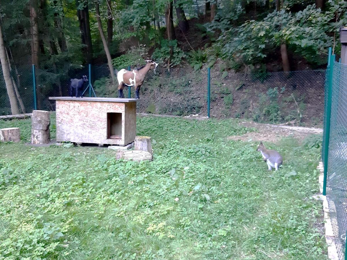 Penzion A Restaurace Belveder Romantico, Mini-Zoo, Free Parking Jáchymov Exterior foto